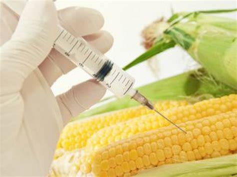 maíz transgénico no es dañino afirma investigador