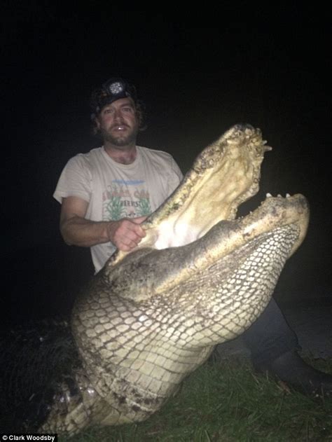 719 pound alligator killed by hunter clark woodsby in florida daily mail online