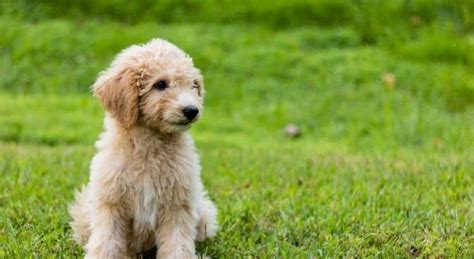 What to look for in kibble for goldendoodles. 10 Best Dog Food For Goldendoodles Breed 2021 Edition