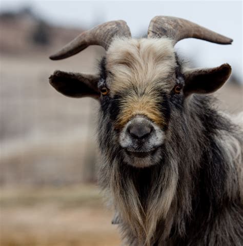 Beware The Essence Of Billy Goat Country Traveler Online