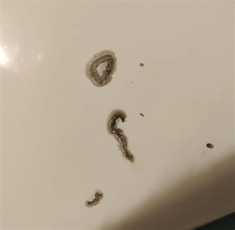 Tiny Black Worms How To Get Rid Of Drain Flies Larvae And Worms