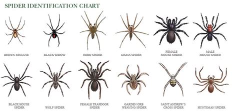 Resource Page Brown Recluse And Wolf Spider Whats The Difference 2023