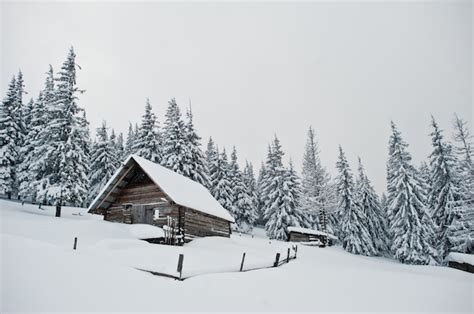 Shot Of A Small Wooden Cabin Surrounded By Spruces Filled With Snow