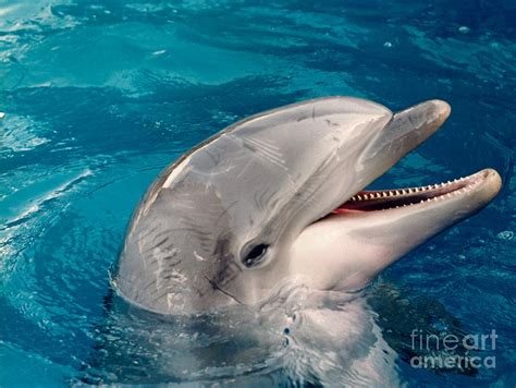 Dolphin Smile Photograph By D Hackett Fine Art America