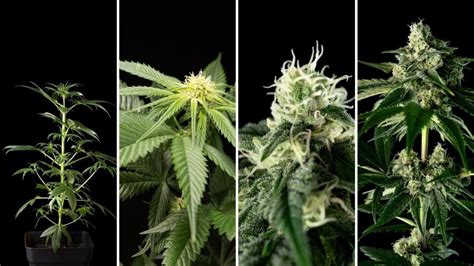 Seedsman The Cannabis Flowering Stages Explained Milled