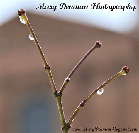 Mary Denman Wordless Wednesday Reflections Of A Day