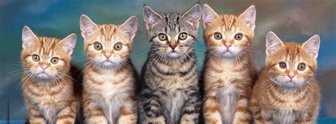 100 Cute Cat And Kitten Cover Photo For Facebook Timeline