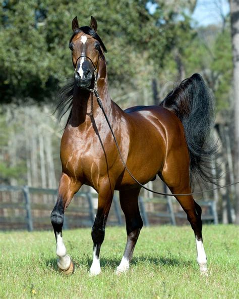 Bask Afire Bey Us 1412000 Polish Related Bay Arabian Stallion