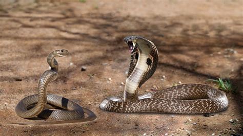 Cobra Vs Rat Snake In A Big Battle Who Is The King Of Snake Youtube