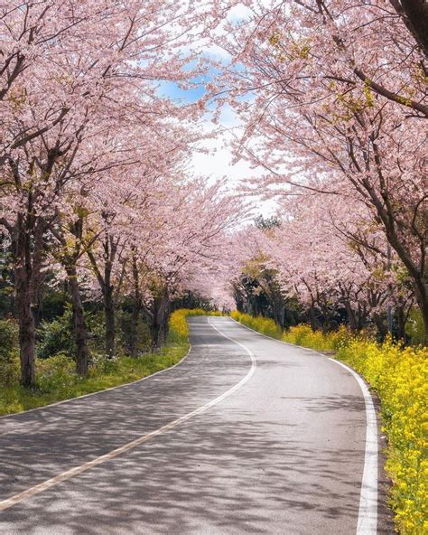 Spring Cherry Blossom Road In Jeju Island South Korea South Korea