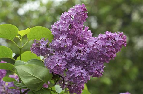Tips For Growing Lilac Bushes Gardening Know How