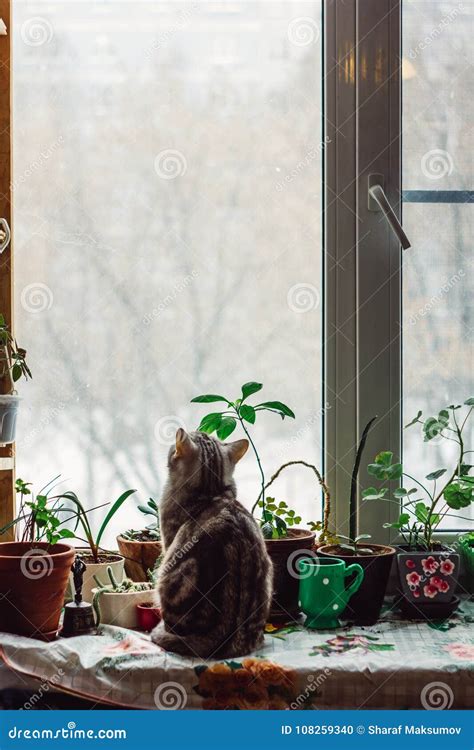 Beautiful Grey Cat Sitting On The Window Sill And Looking To Window