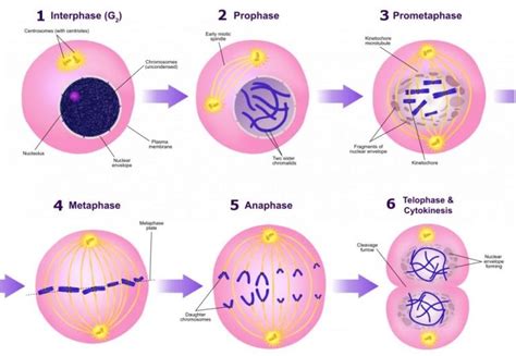 Mitosis Cell Division ~ Abp Todays Science