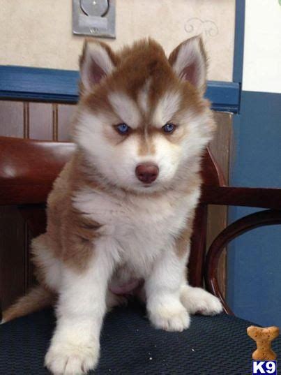 Check spelling or type a new query. nakkitta Picture 1 | Husky puppies for sale, Husky puppy, Red husky