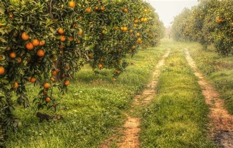 Orange Orchard Orange Farm Nature Italian Farm