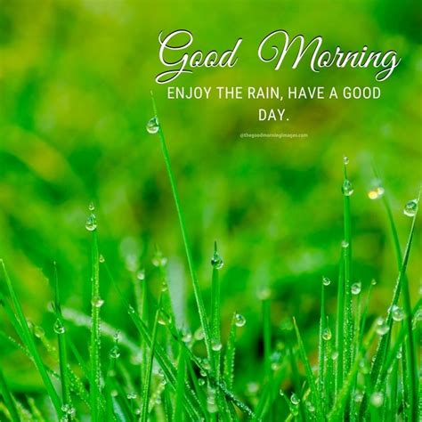 Best Rainy Good Morning Images