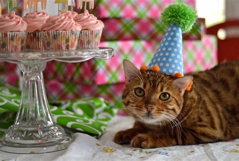 The Best Ideas For Cat Birthday Party Home Family Style And Art Ideas