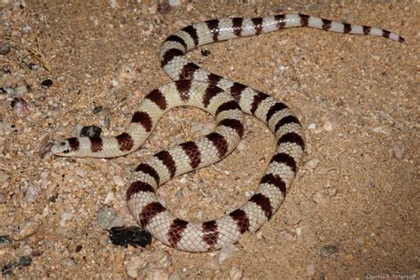 Mohave Shovel Nosed Snake California Mojave National Pre Flickr