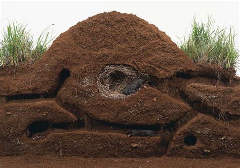 How To Get Rid Of Moles In Your Yard The Ultimate Guide To Ground Mole