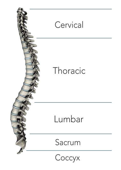 Spine Neck And Back Pain Treatments And Specialists Seaview Orthopaedic