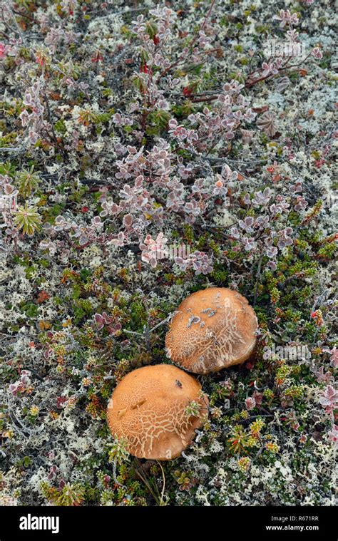 Tundra Fungi