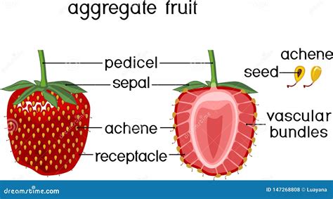 Interne Struktur Der Erdbeergesamten Frucht Vektor Abbildung