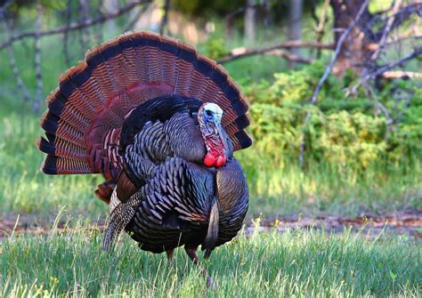 Wild Turkey History And Culture