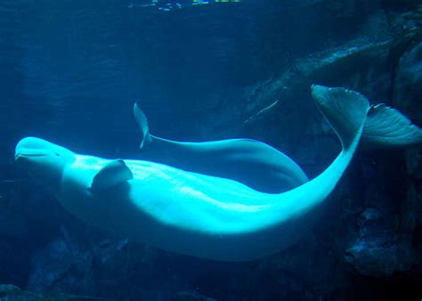 10 Playful Facts About Beluga Whales Mental Floss