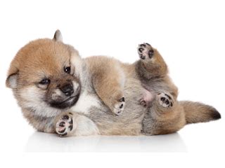 The shiba inu price has amazed many traders this week. How Much Do Shiba Inu Puppies Cost? - My First Shiba Inu