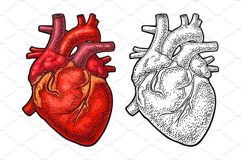 Human Anatomy Heart Vector Color Pre Designed Vector Graphics