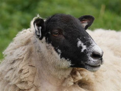 Roys Nature Logbook Mule Sheep Sheep Mules Breeds