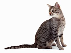 The egyptian word for cats was mau. 30 Male Egyptian Cat Names