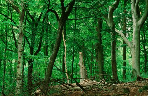 View Into The Structurally Rich Old Beech Forest At Prora Natural