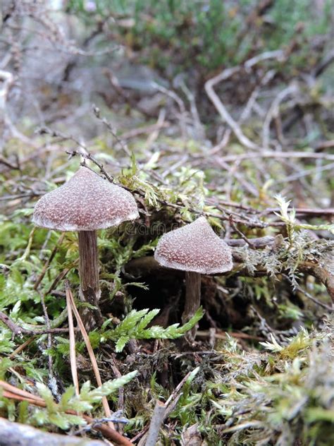 Little Brown Mushrooms Lithuania Stock Image Image Of Leaves Swamp