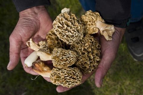 Morel Mushroom Hunting Season Begins