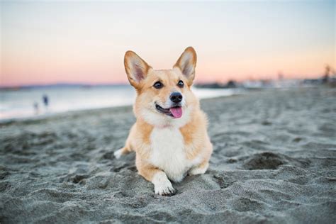 26 Of The Cutest Corgi Pictures Readers Digest