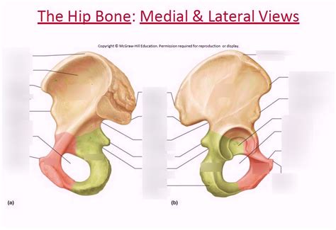 The Hip Bone Medial And Lateral Views Diagram Quizlet