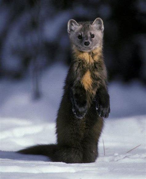Pine Marten Ohh I Want To Trap One American Black Bear North