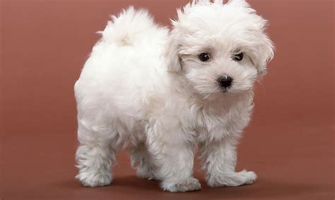 Cute Dog Wallpapers Entertainment Only