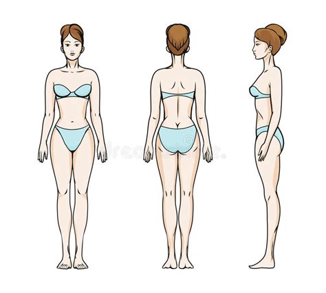 frente y parte posterior del cuerpo de la mujer para la medida vector ilustración del vector