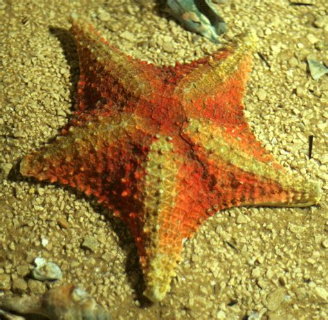 Stars Of The Sea Free Photo Download Freeimages