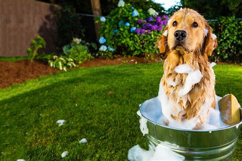 How To Bathe A Dog Outside Wag