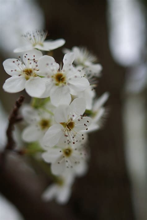 Tree Spring Pear Blossom Flowers Free Nature Pictures By