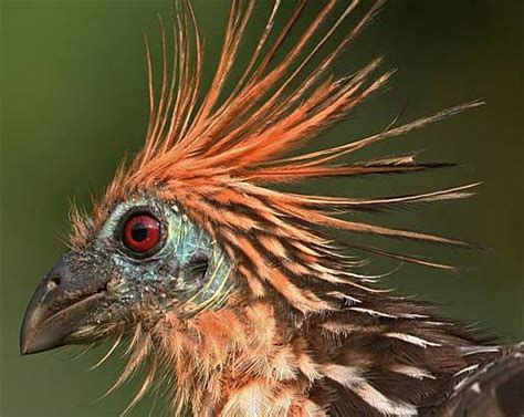 Hoatzin Funky Stinkbird With Nice Crest Animal Pictures And Facts
