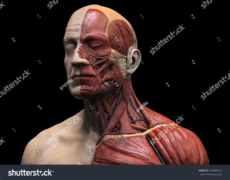Head Torso Anatomy Human Head Shoulder Stock Illustration 393840214