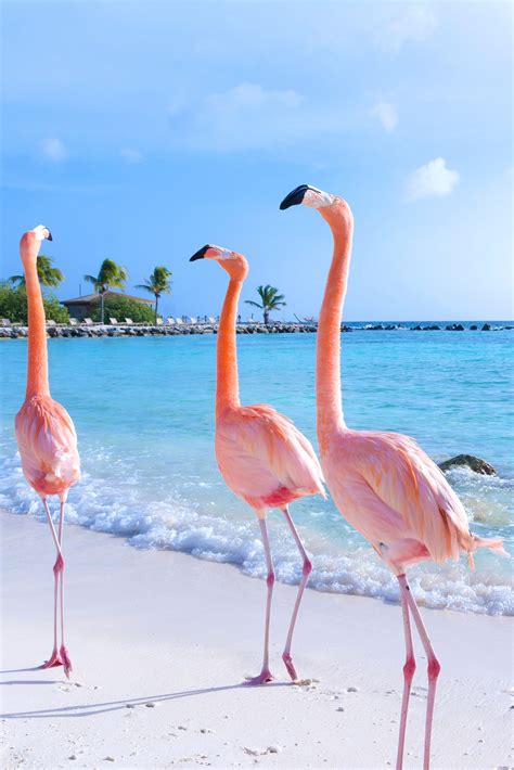 Yucatan Peninsula Explorer With Jules Verne Flamingos Beach Art