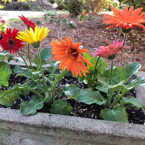 Gerbera Daisy Home Garden Information Center Gerbera Daisy