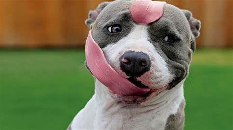 Pitbull Dog Funny Animal Nature Wallpapers Hd Animals
