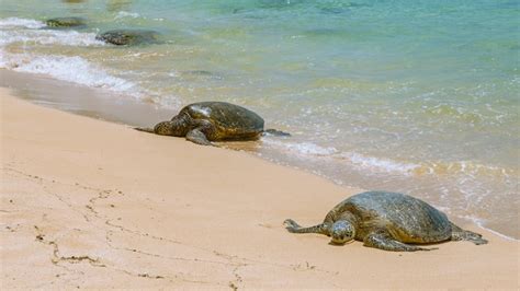 Cerrar Vista De Tortugas Marinas Descansando En La Playa De Laniakea En