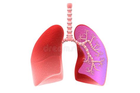 Human Lungs Cross Section Stock Illustration Illustration Of Lung